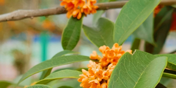 十月漫记：秋光恰好，盼皆如期