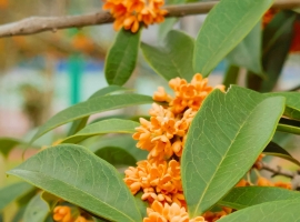 十月漫记：秋光恰好，盼皆如期